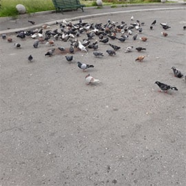 Dépigeonnage dans le Nord pas de Calais
