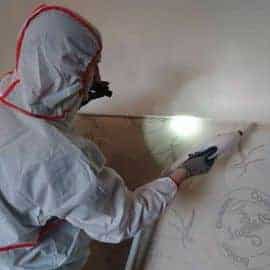 Punaises de lit extermination