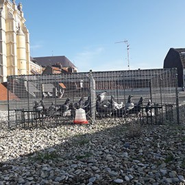 Entreprise De Dépigeonnage Douai