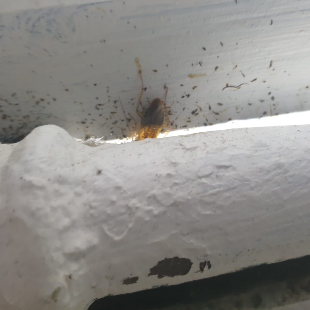 se débarrasser de cafards à Orchies