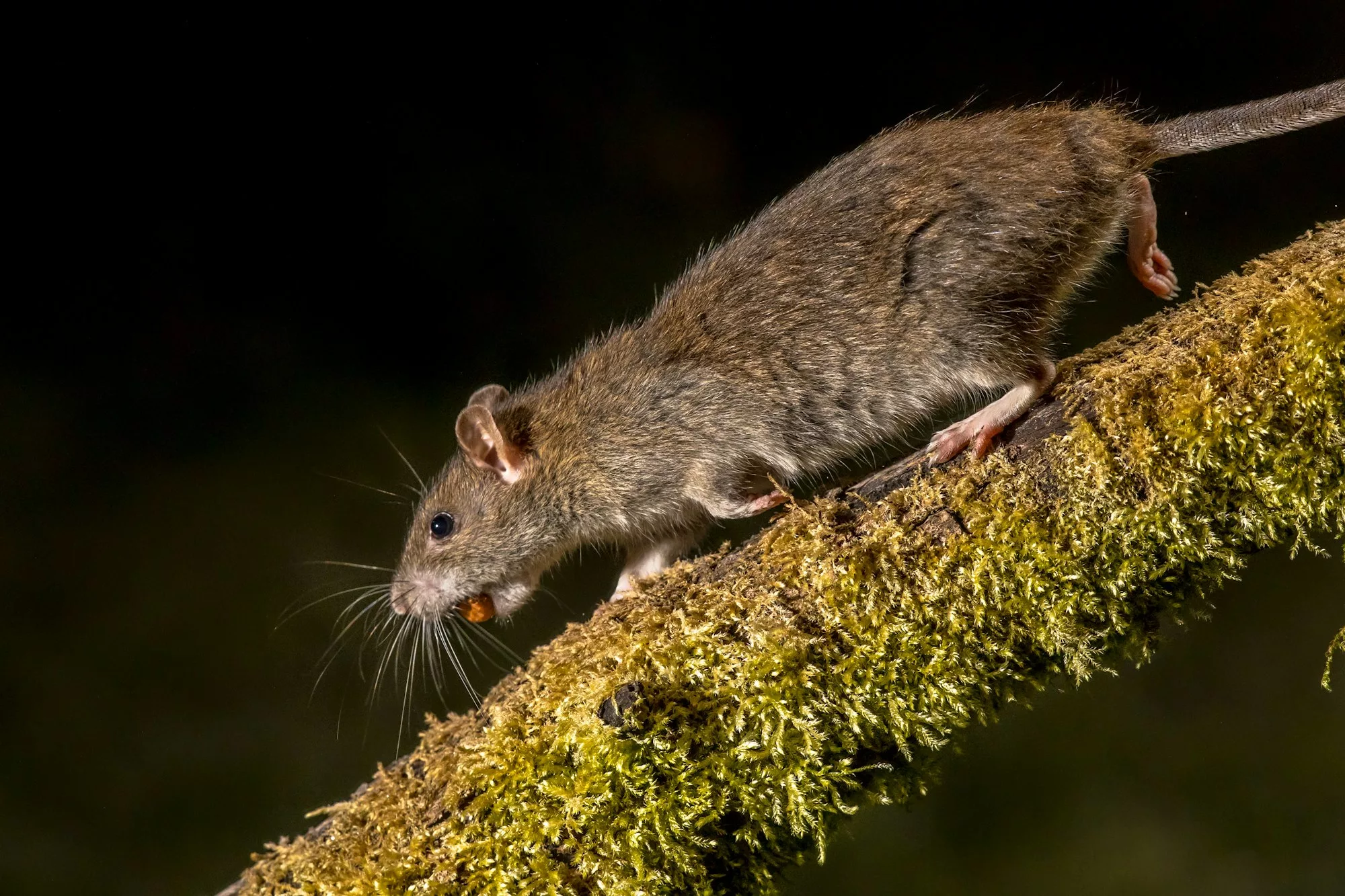 Wild Brown rat at night