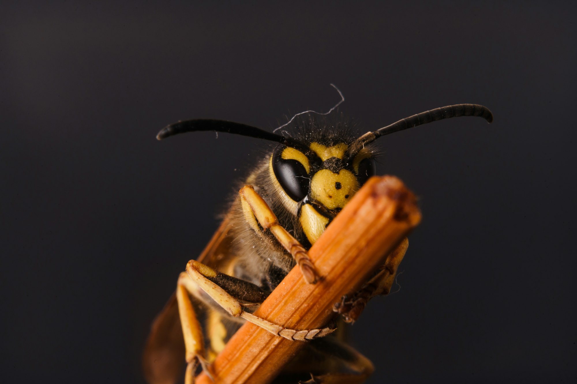 Closeup Shot of a Hornet on a Stick Behind a Dark Background