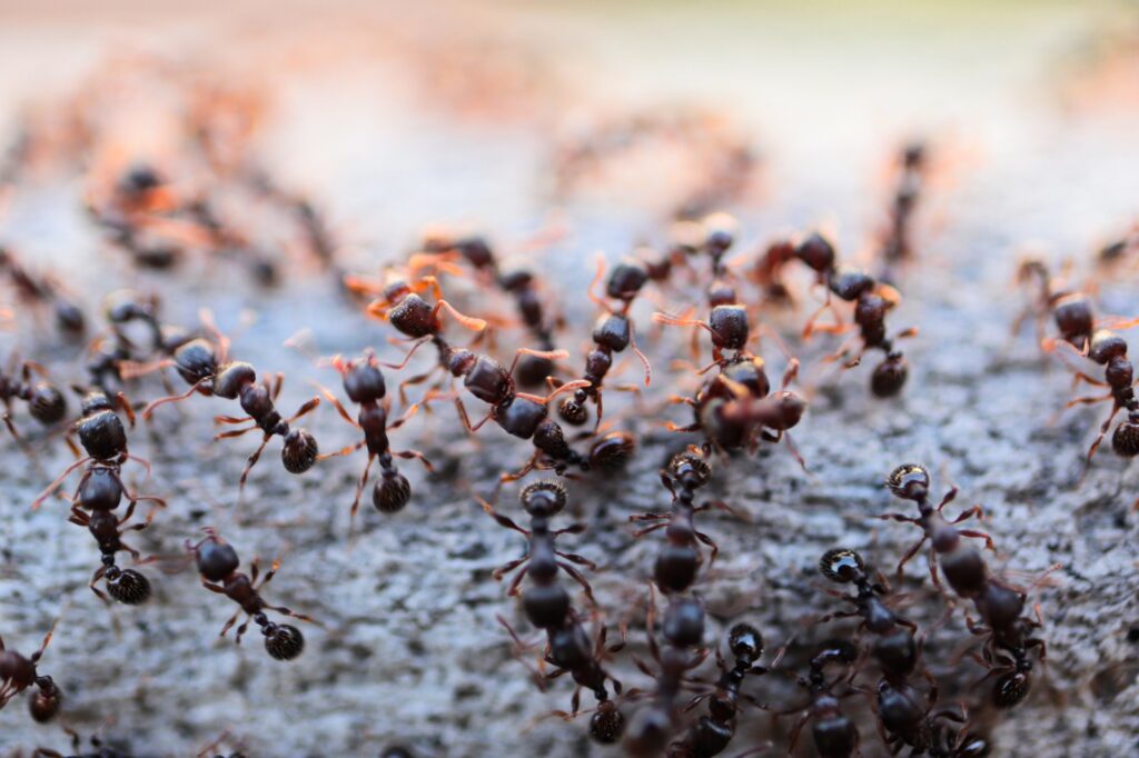 Ant Fight