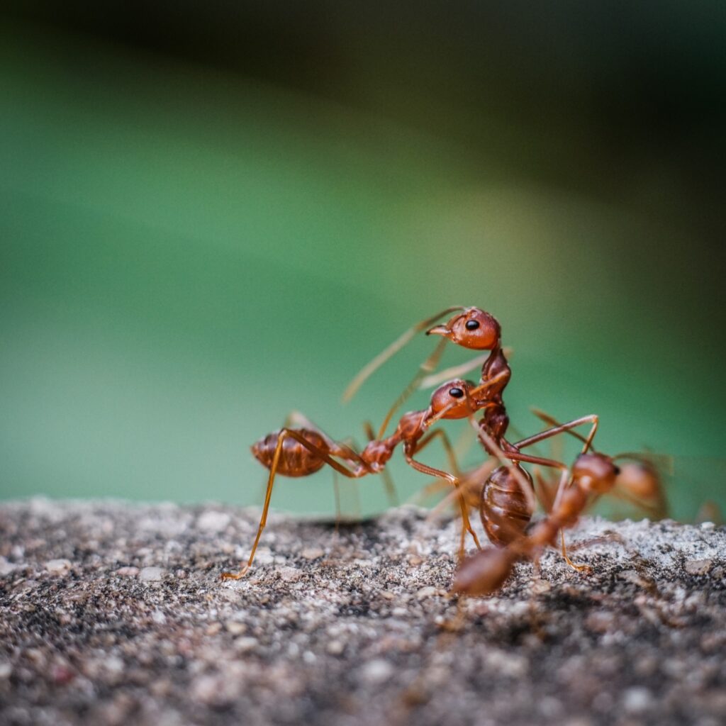 Red imported fire ant,Action of fire ant