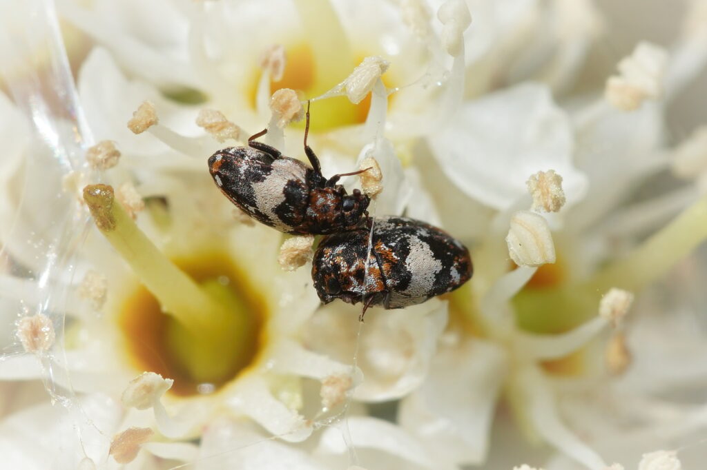 Close up of a couple carpet beetles , Anthrenus pimpinellae , in white flowers