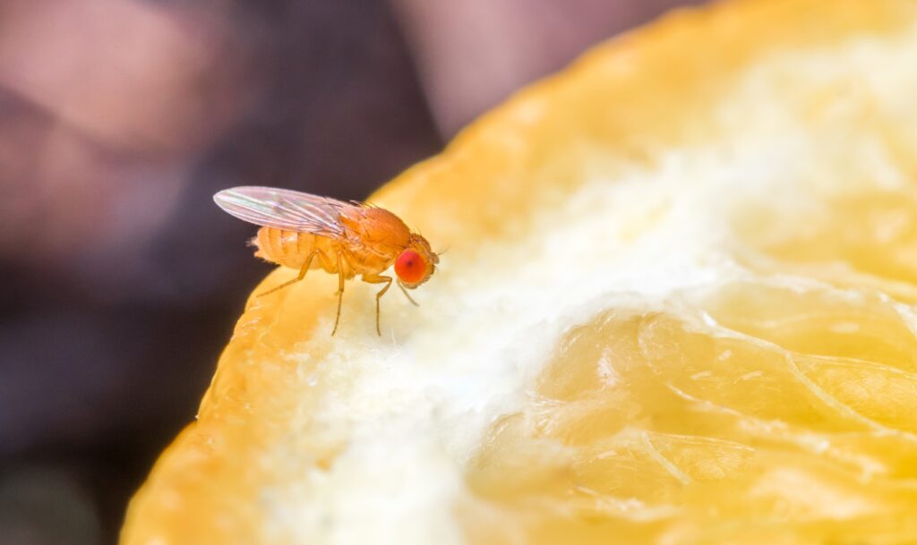 Closeup shot of drosophila on a slice of orange