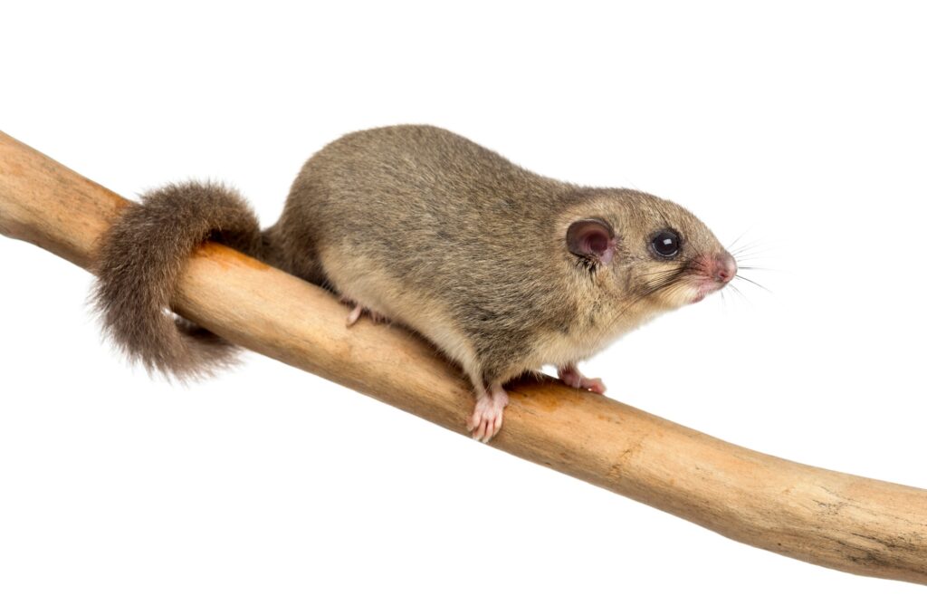 Edible dormouse on a branch in front of a white background