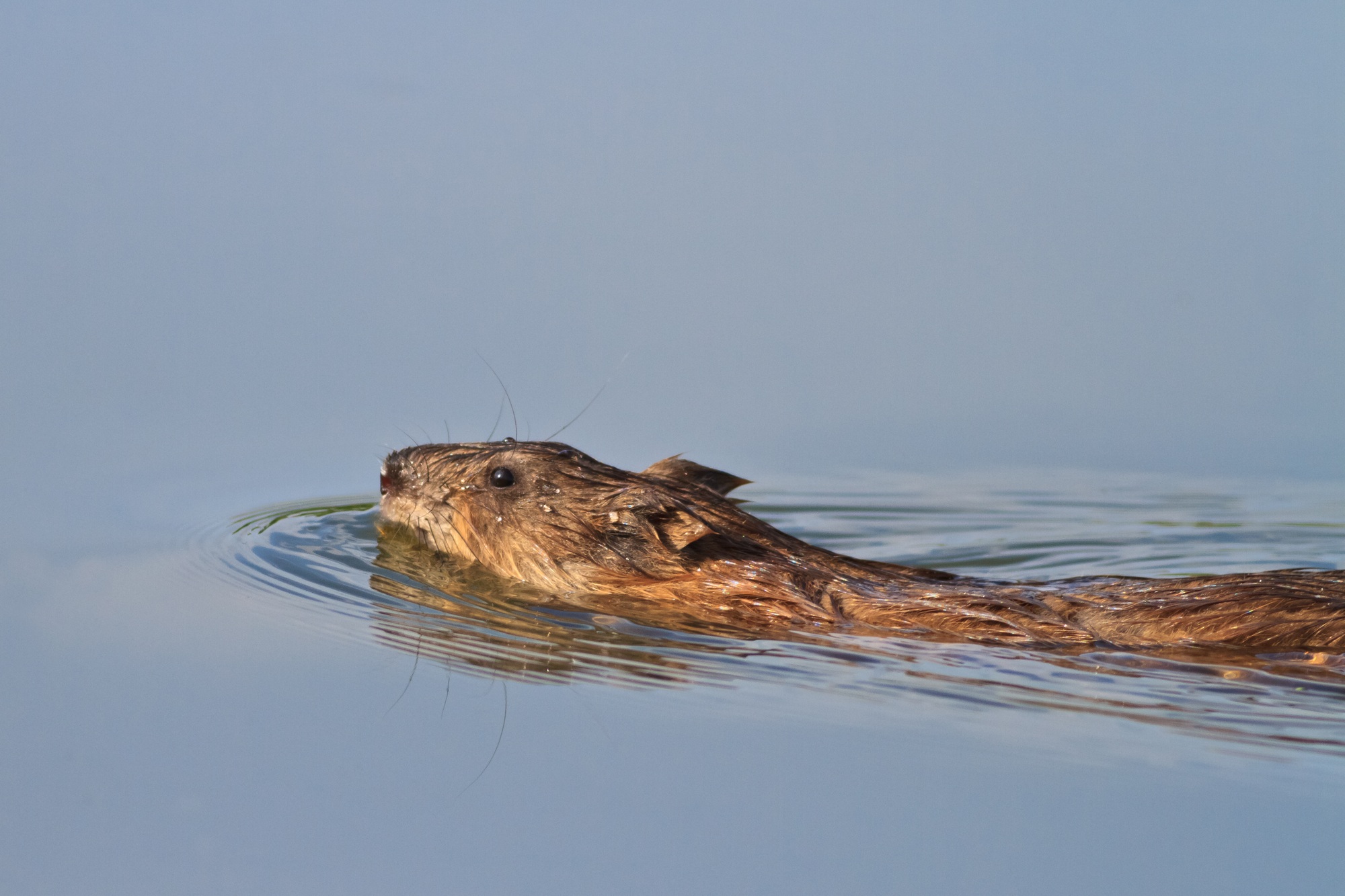 Muskrat ( Ondatra zibethica )