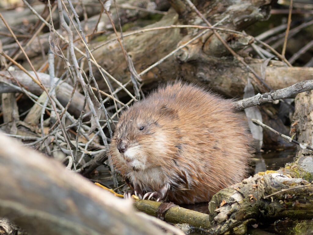 Muskrat, Ondatra zibethicus. The animal sits on the river bank among dry branches and eats