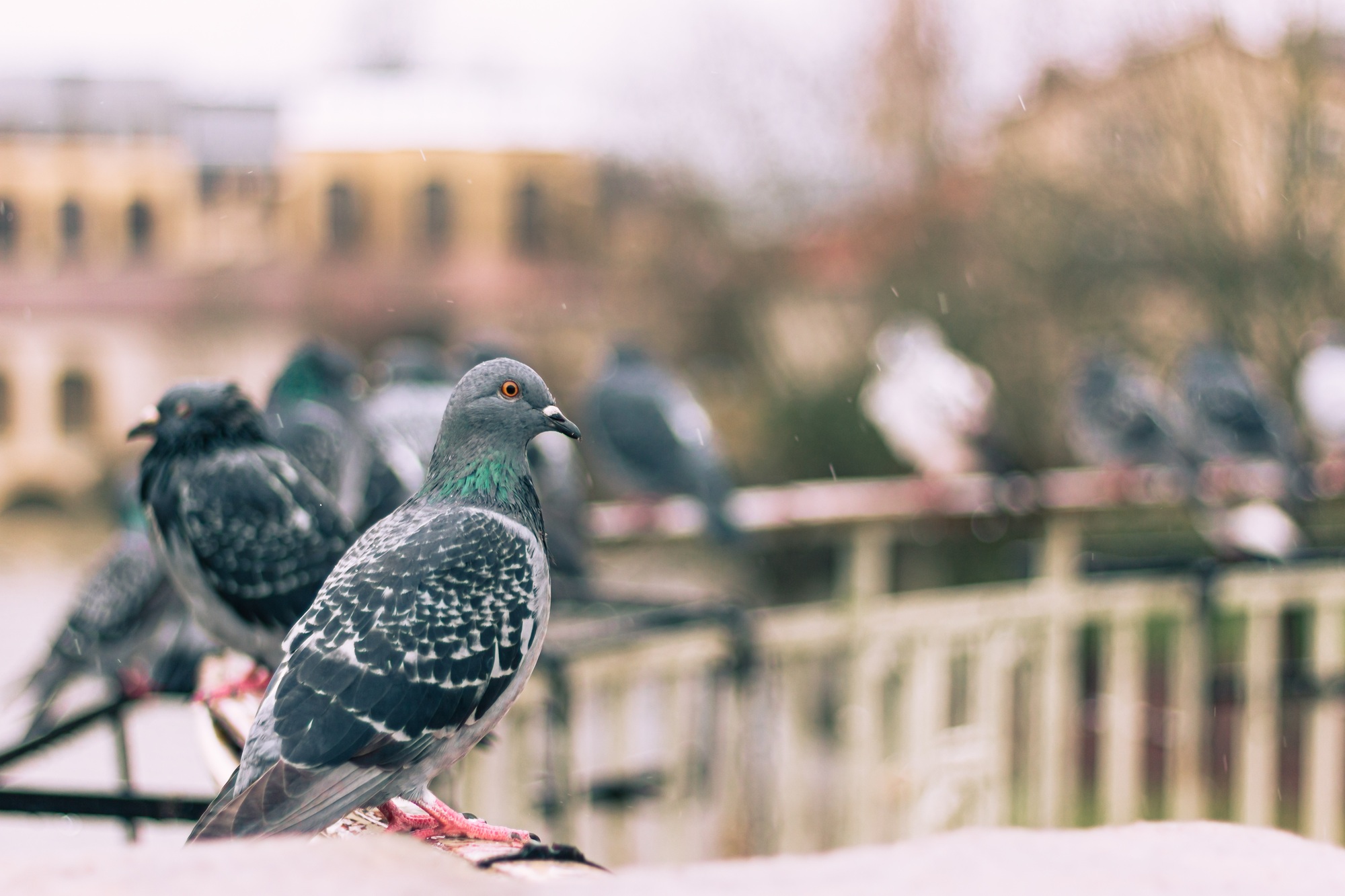 Pigeons sitting together on a bridge.
