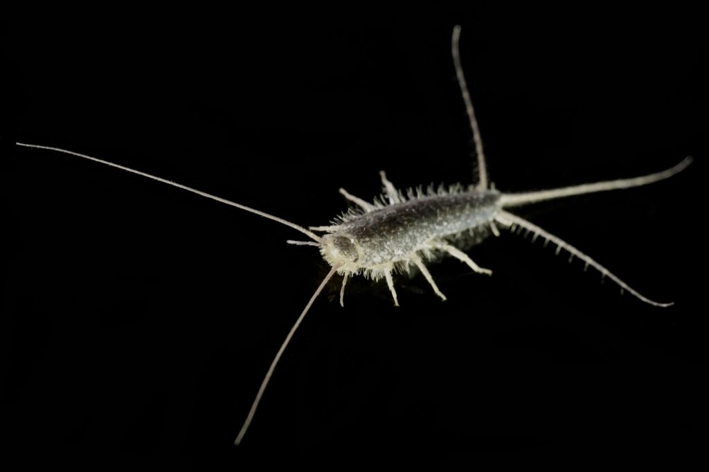Silverfish (Lepisma saccharina)