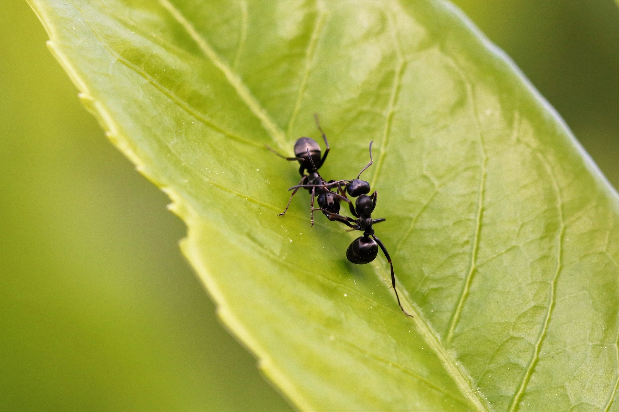 Two black garden ants fighting on leaf
