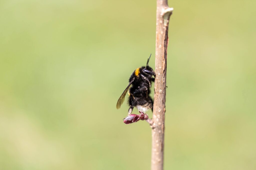 Beautiful bumblebee (Bombus)