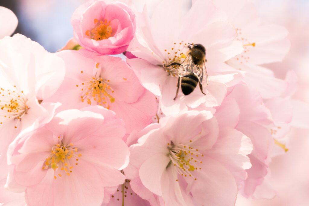 Bee and spring blossoms