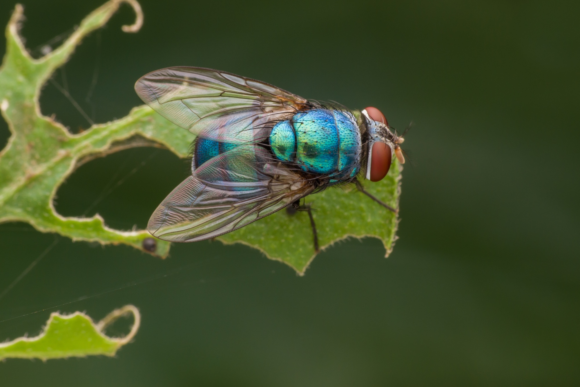 blue fly