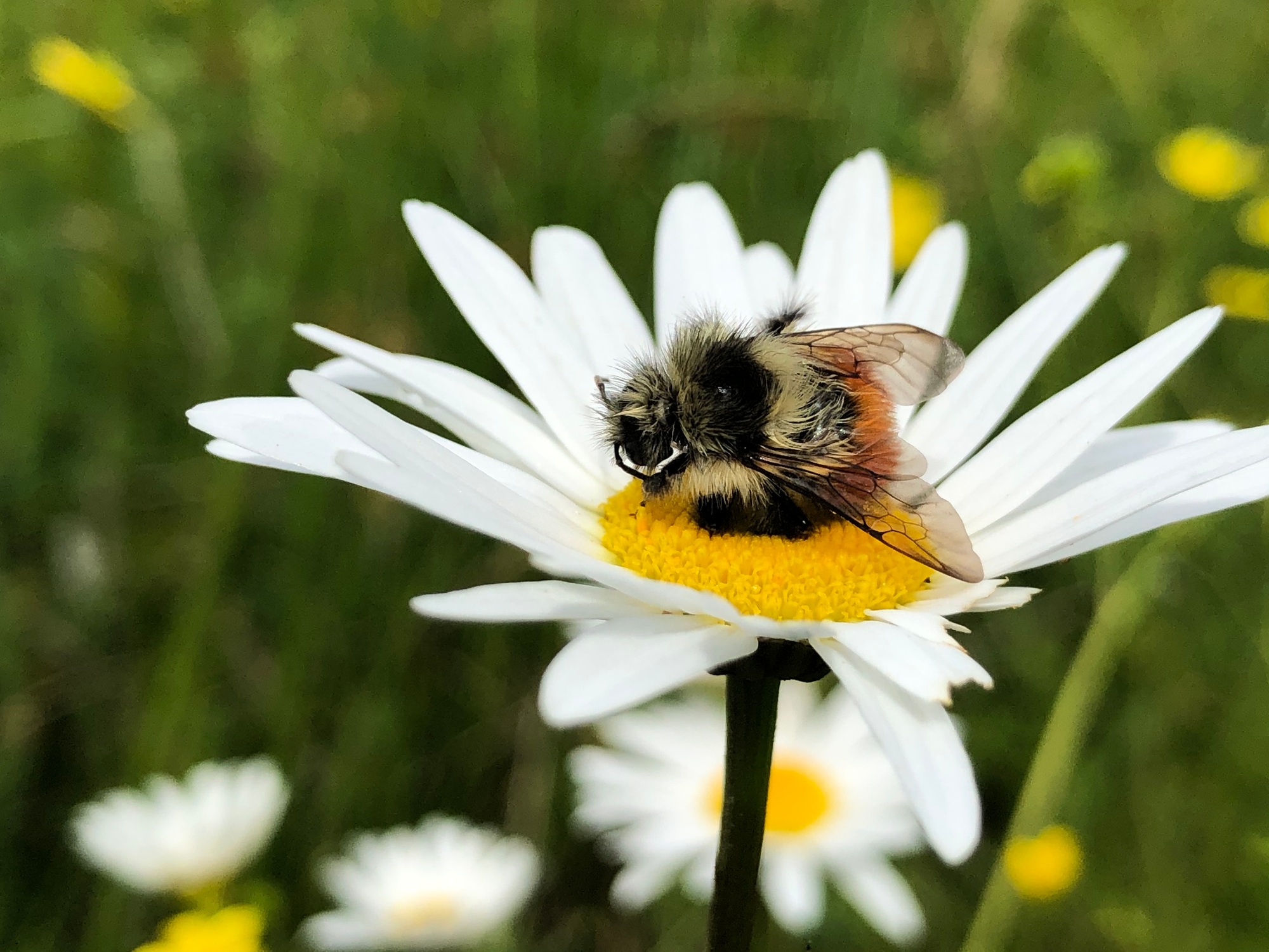 Bumble bee on white daisy