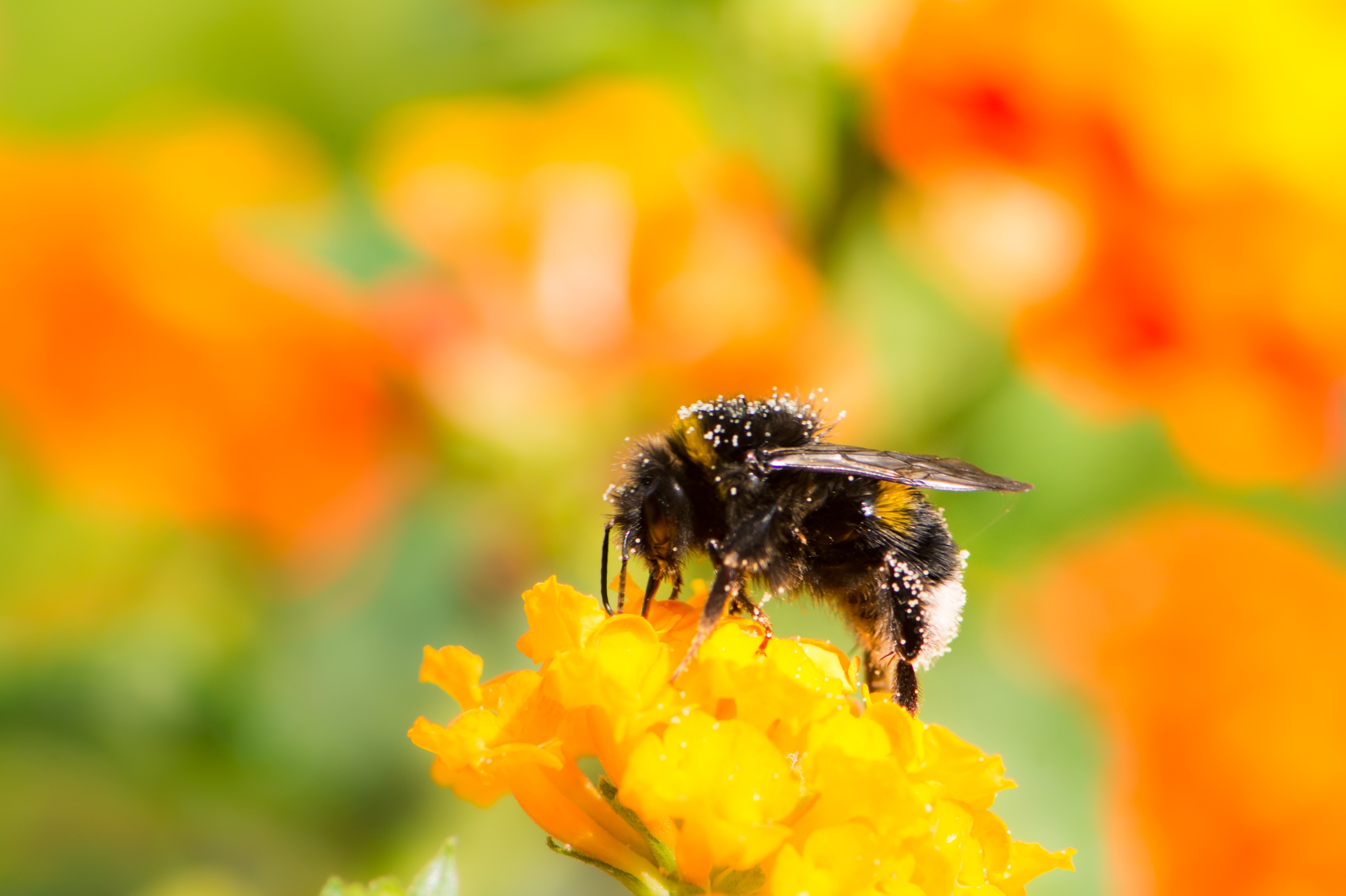 Bumblebee collecting nectar on a lantana camara flower