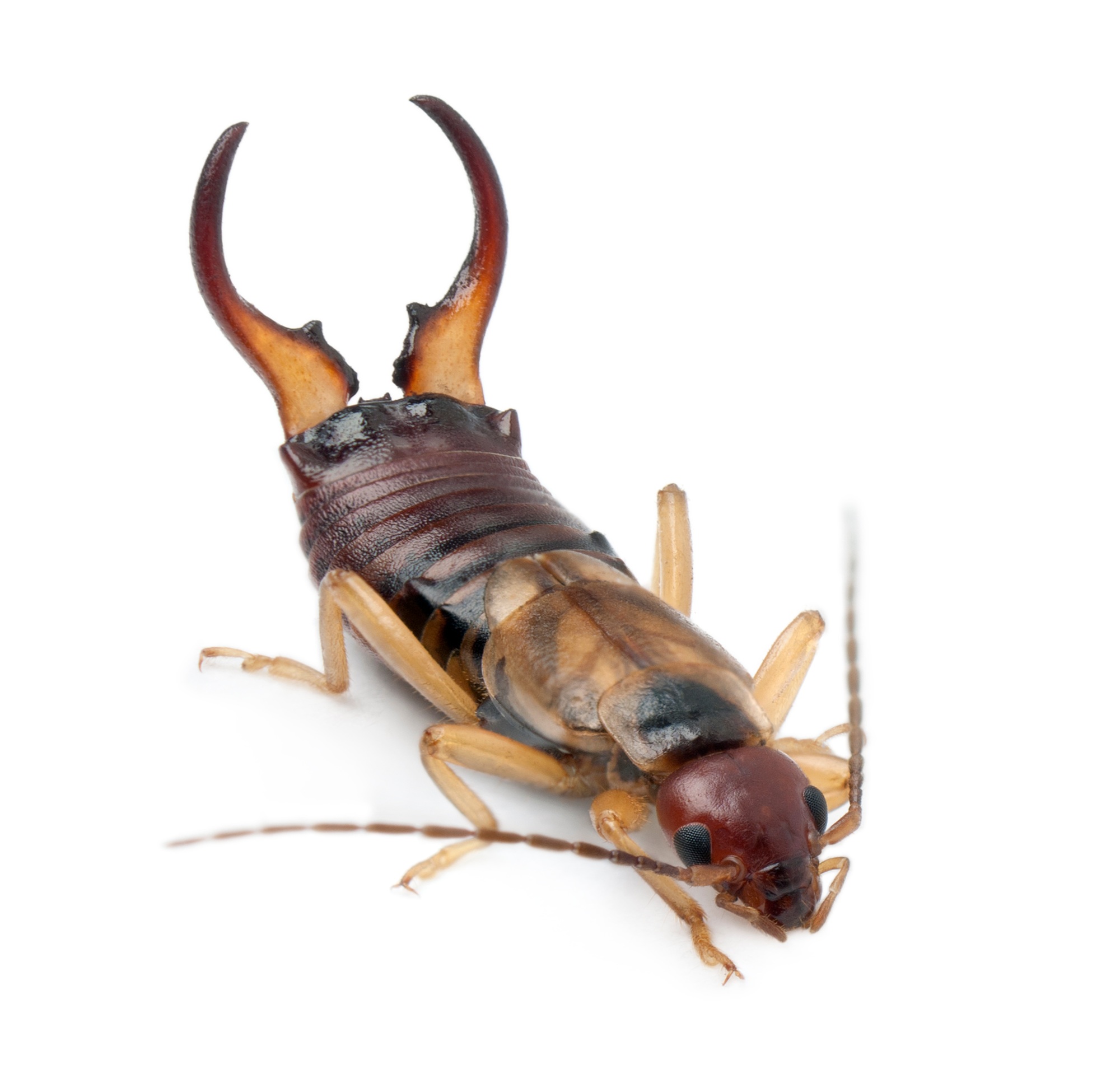 Common earwig or European earwig, Forficula auricularia against white background