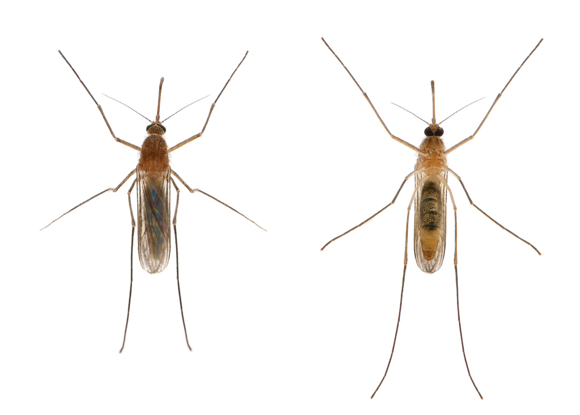 Common house mosquito - Culex pipiens