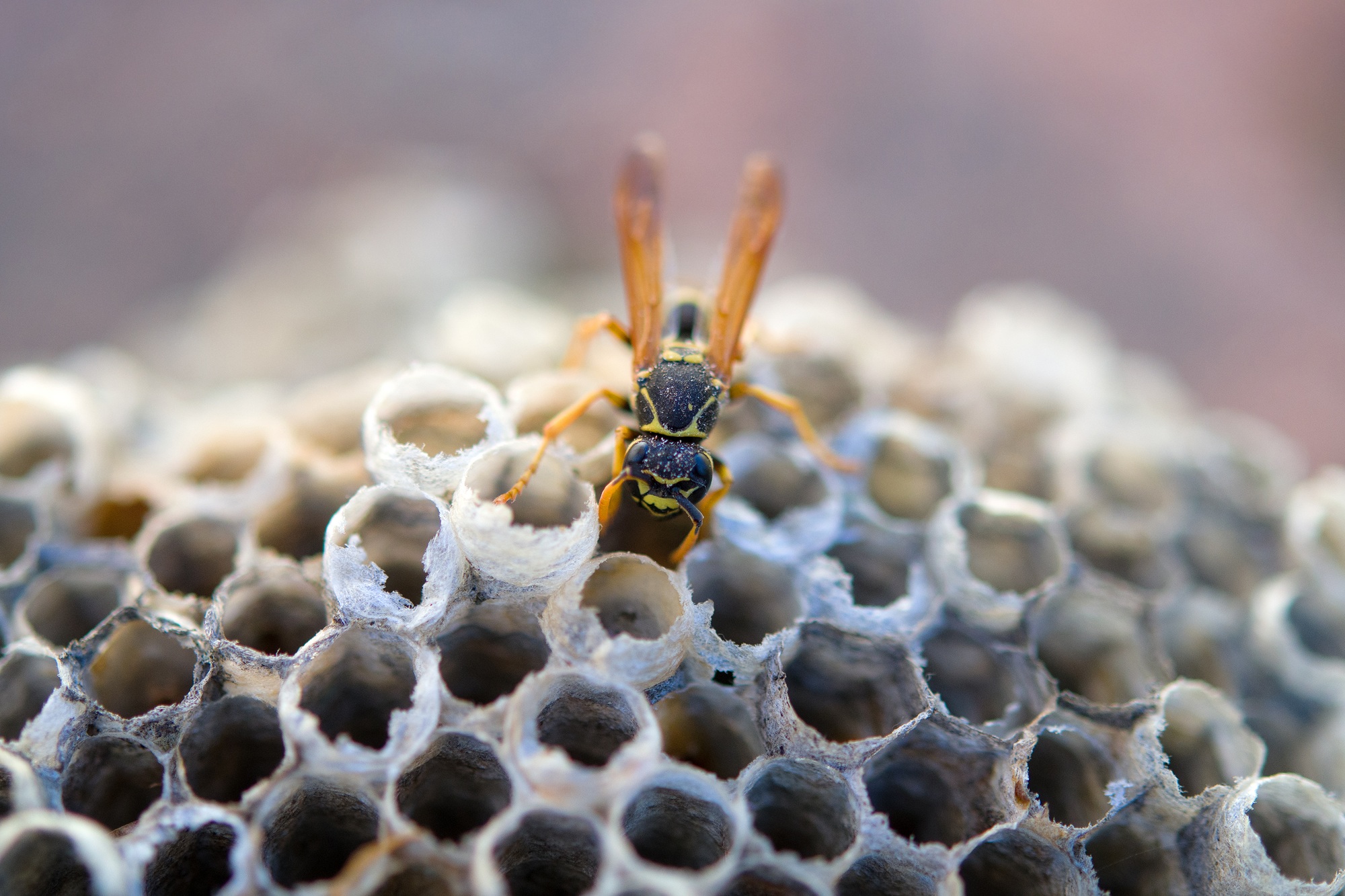 european wasp