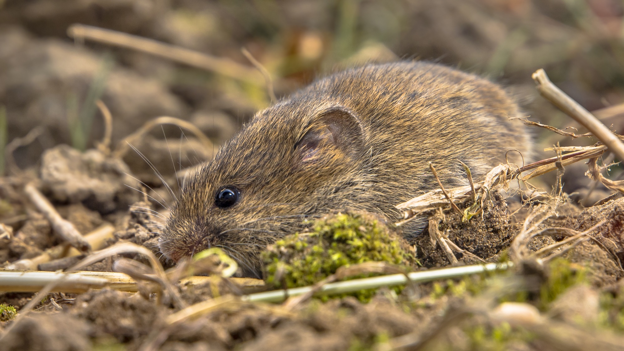 Field mouse hiding with camouflage