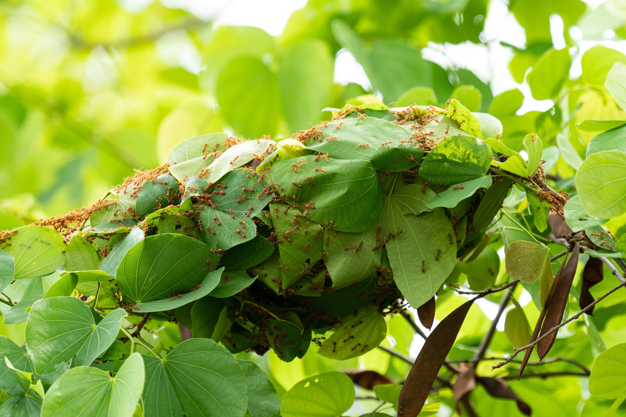 Red ants are building nests from leaves.