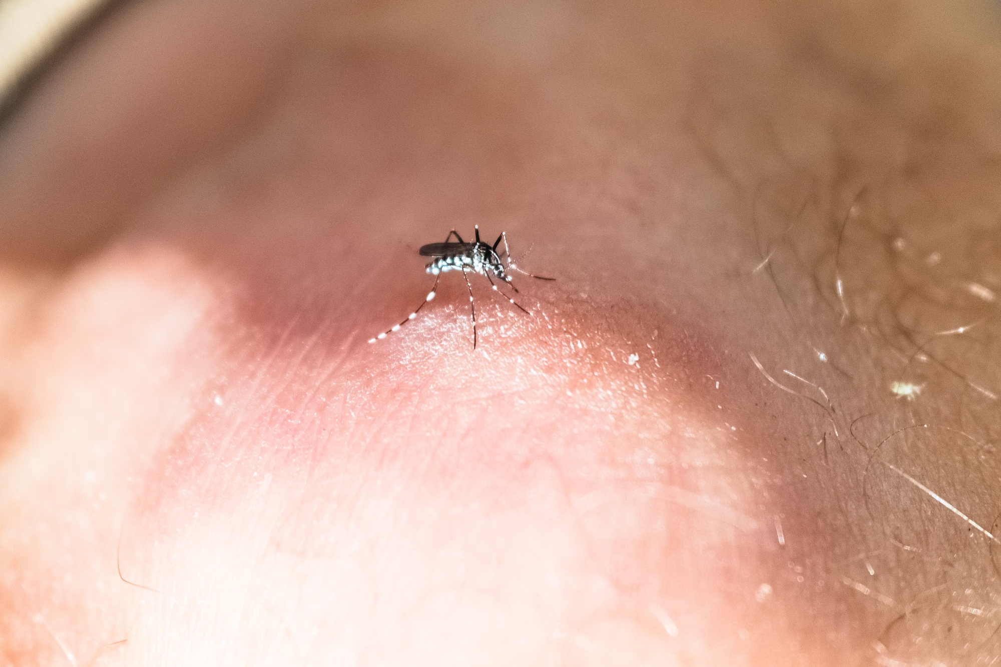 Tiger mosquito, Aedes albopictus, a pest that appears in the heat of summer, vector of diseases