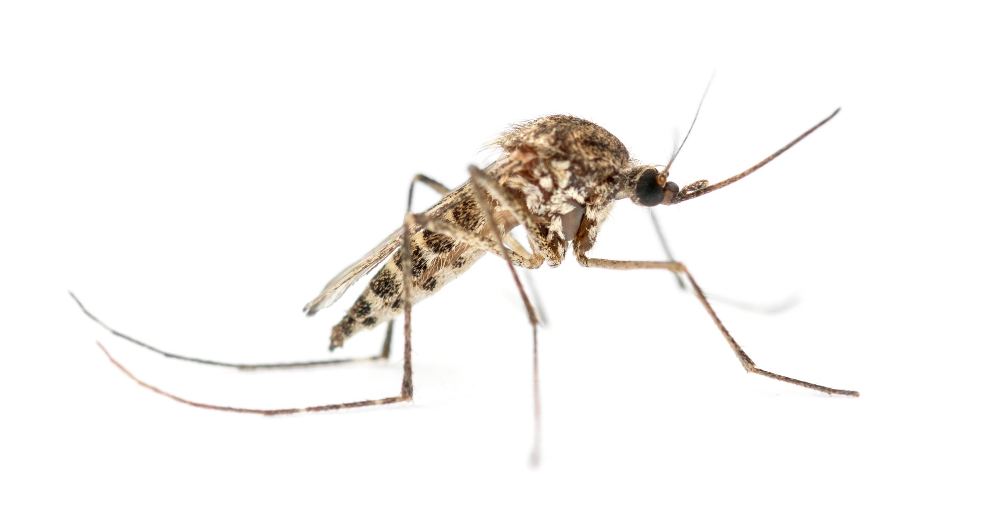 Tiger mosquito isolated on white