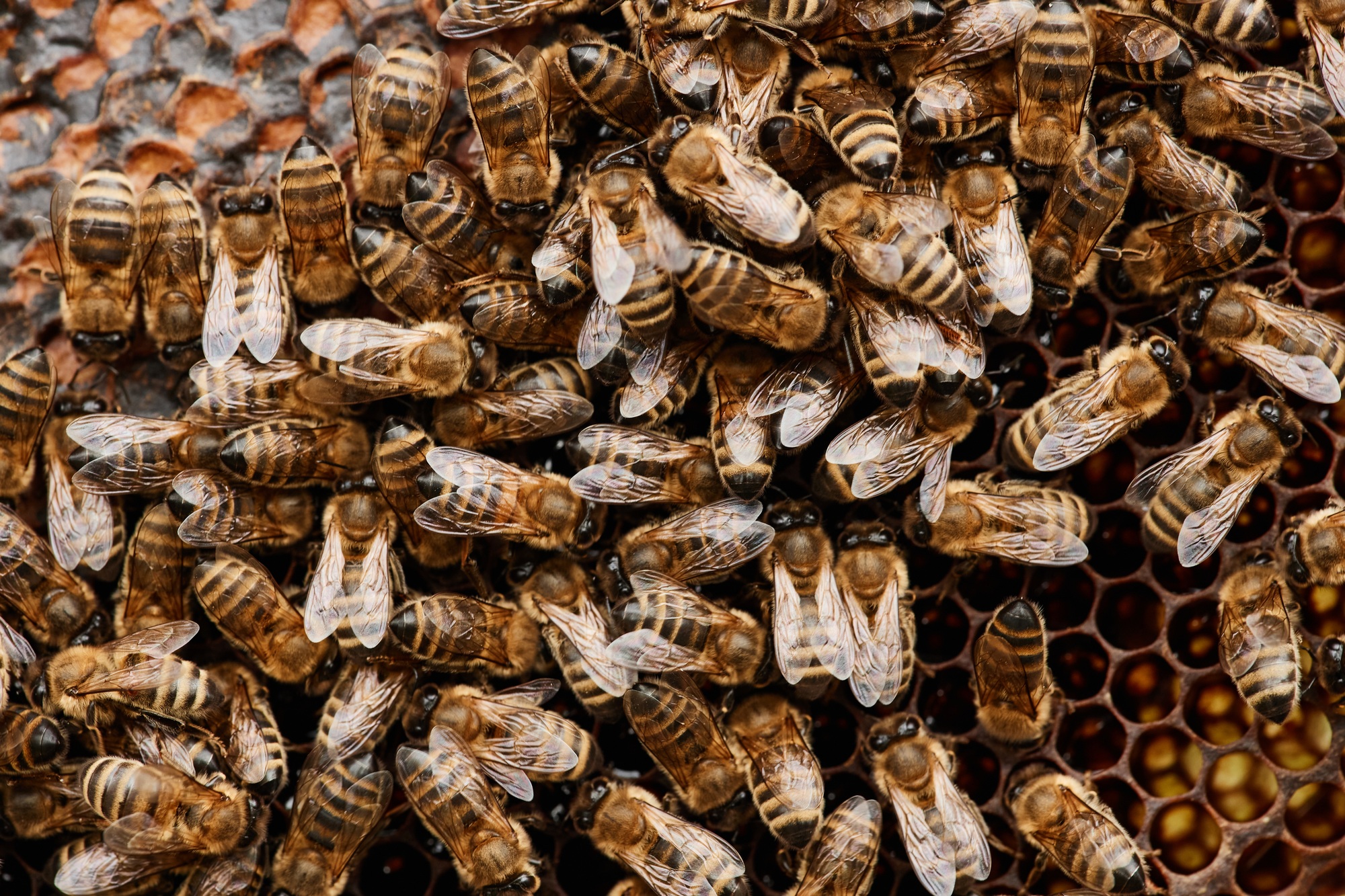 Top View of Swarm of Bees Producing Honey on Honeycomb at Apiary