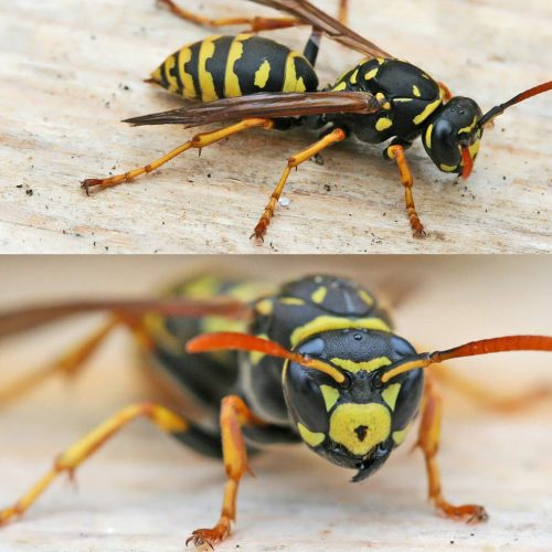 Polistes