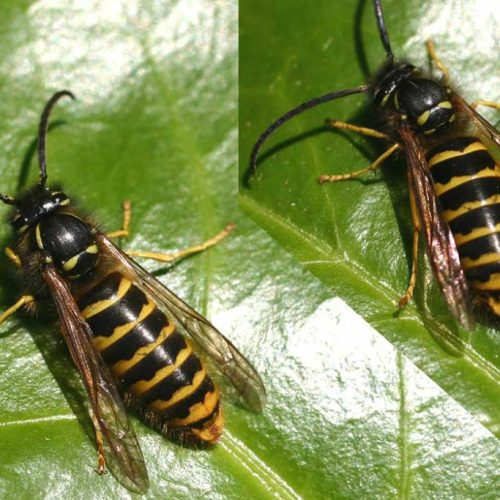 Dolichovespula guêpe