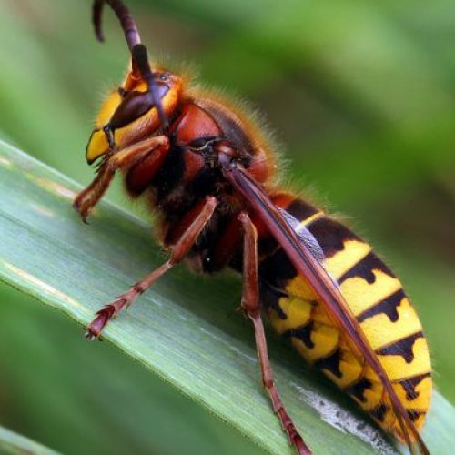 Frelon européen photo